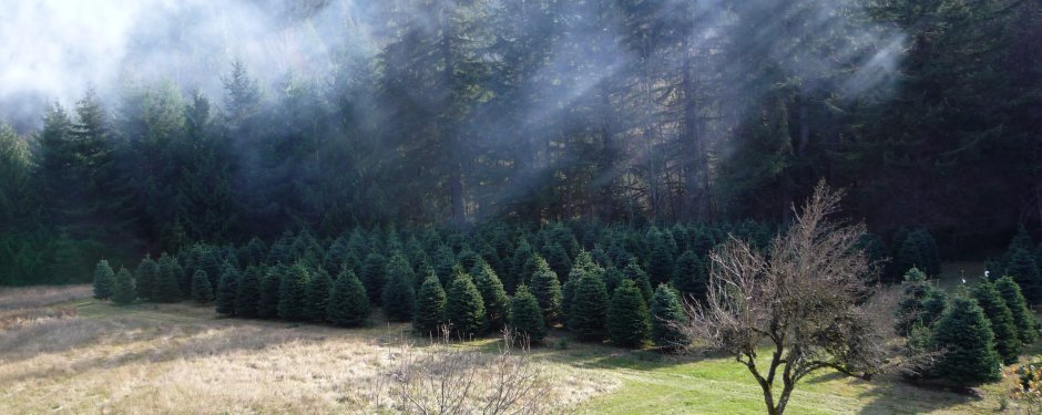 Christmas-Tree-Farm-Noble-Firs-Portland-OR