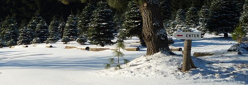 U-Cut Christmas Tree Farm Oregon